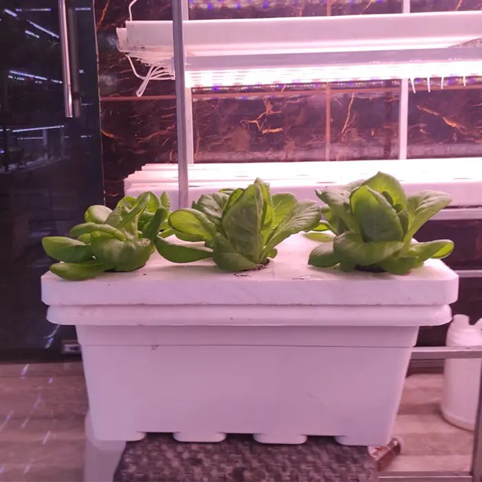 Hydroponics systems : "Plants Hydroponic DWC System